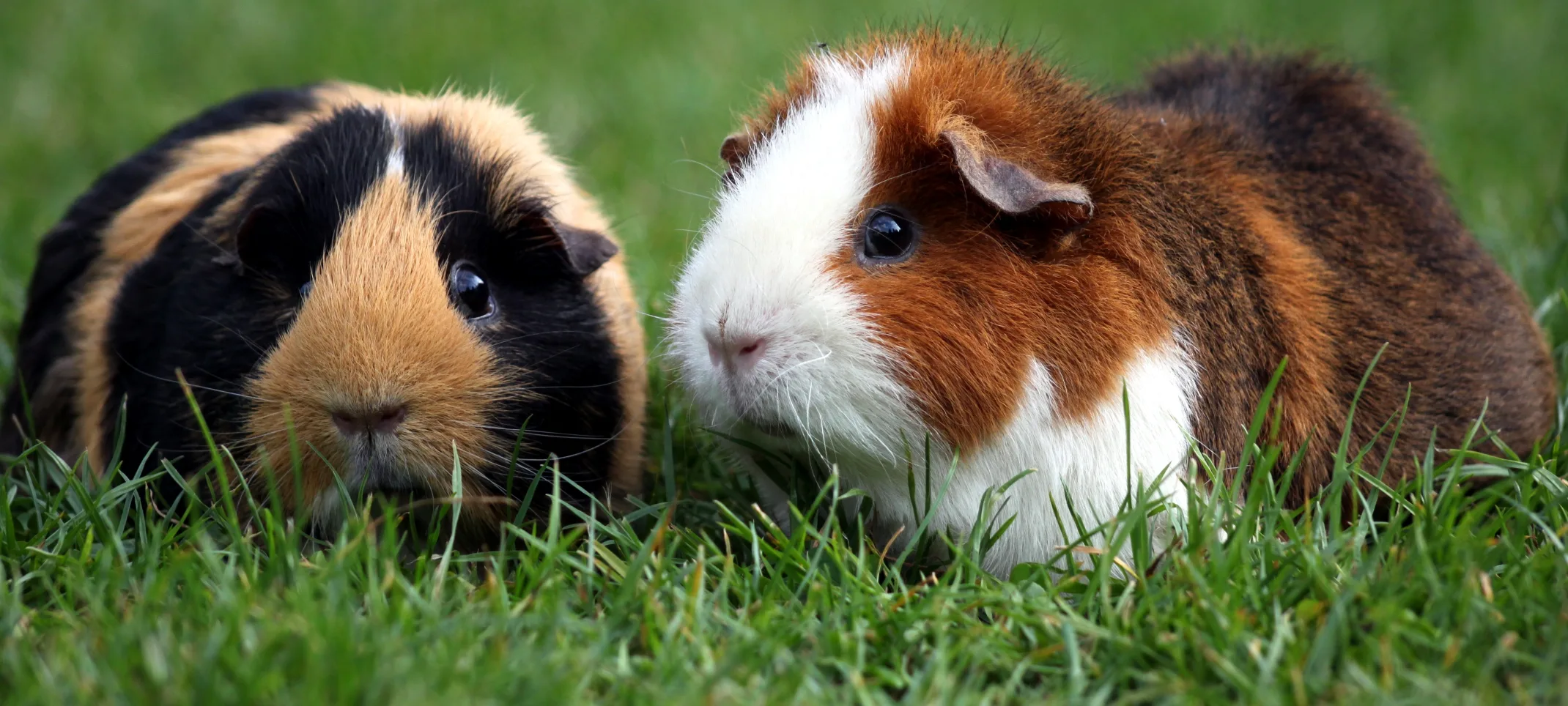 Guinea Pigs sitting in grass